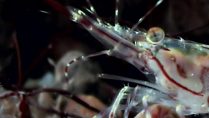 玻璃虾在白海水下寻找食物时被掩盖。