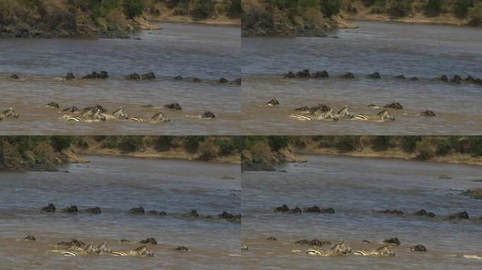 斑马和gnu在马赛马拉穿越马拉河的线条