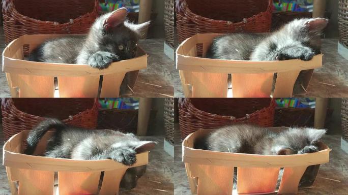 小猫在盒子里玩耍