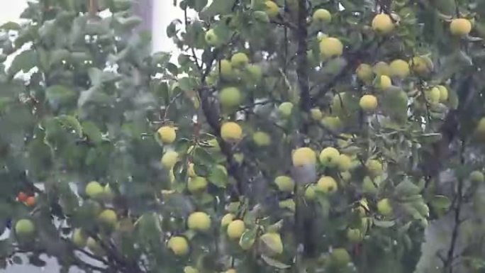 多汁美丽令人惊叹的漂亮苹果在阵雨中，微风拂面。浅景深，慢动作调色视频，50fps。