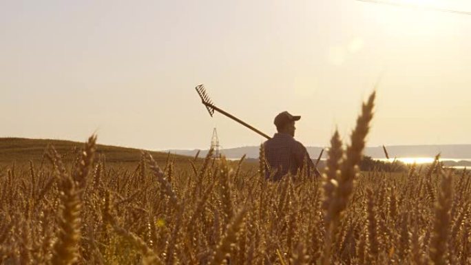 一个农民的宽镜头穿过麦田，在4k日出时
