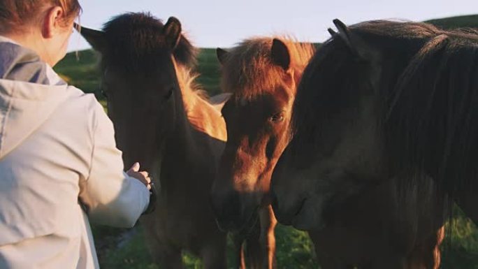年轻女子在阳光下抚摸着冰岛的马匹