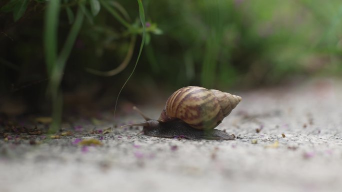 非洲大蜗牛