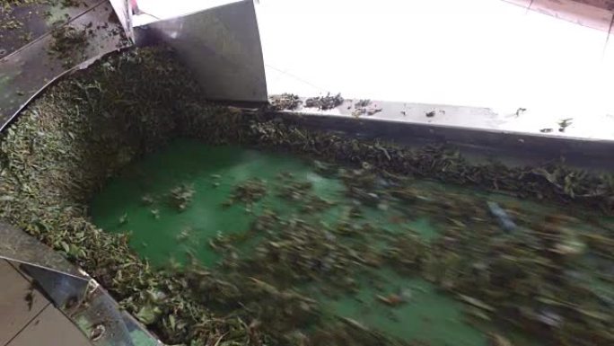 绿茶在工厂的机器输送机上移动