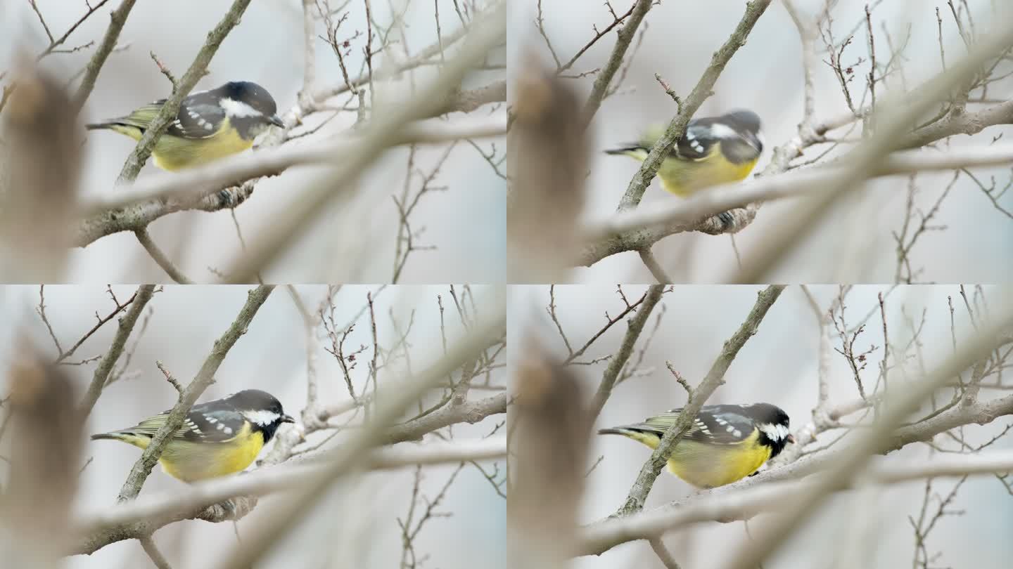 山雀鸟吃虫子特写实拍镜头