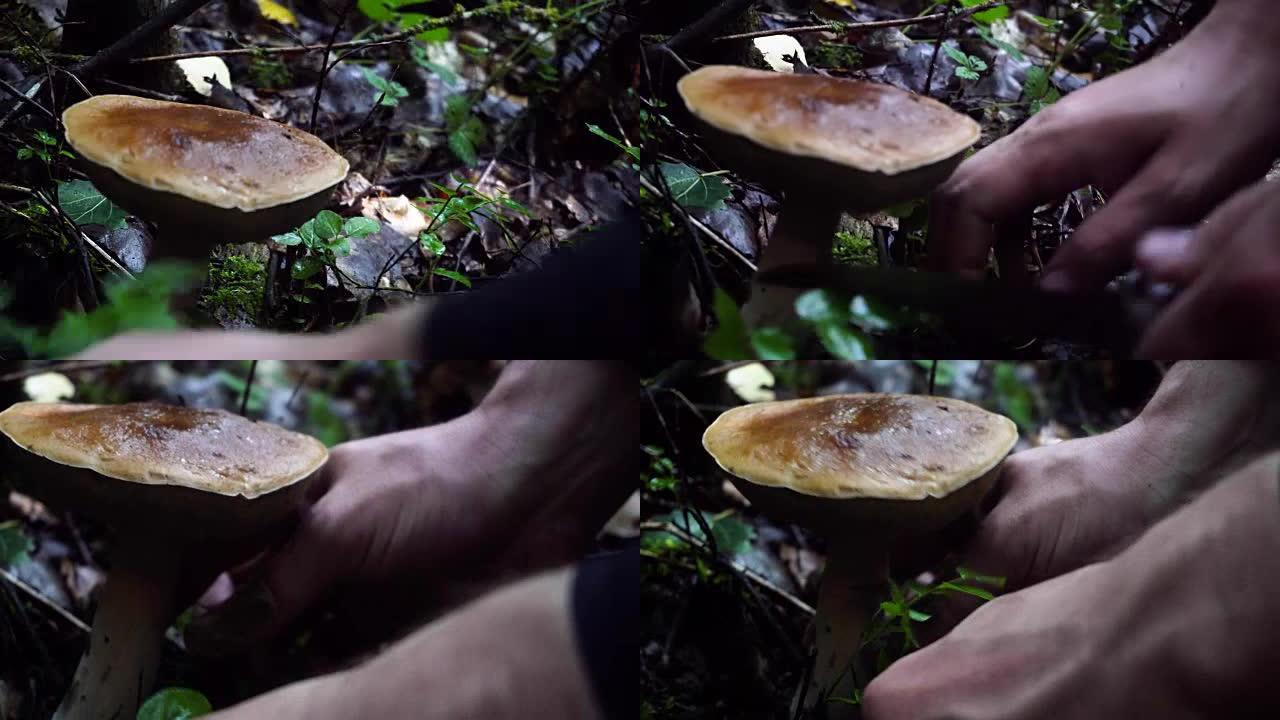 森林里的蘑菇秋聚