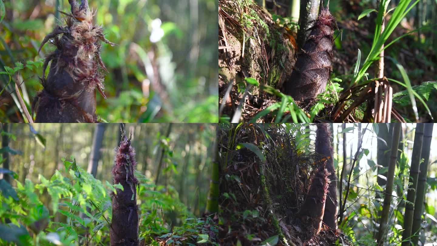 竹笋竹林日出光束漏光雨滴唯美竹笋特写