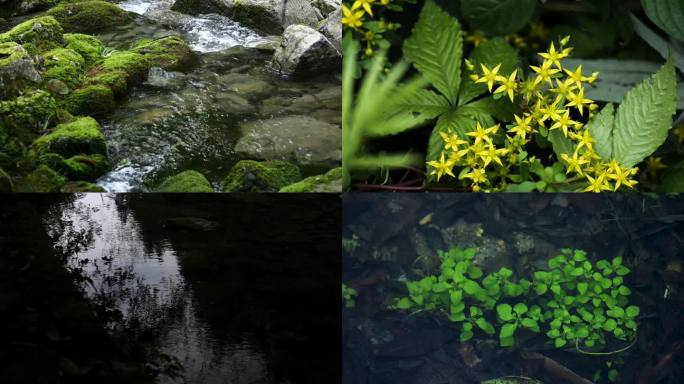 山涧河流小花水中植物空镜