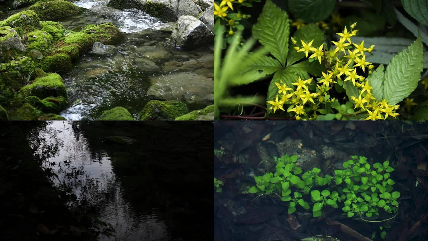 山涧河流小花水中植物空镜