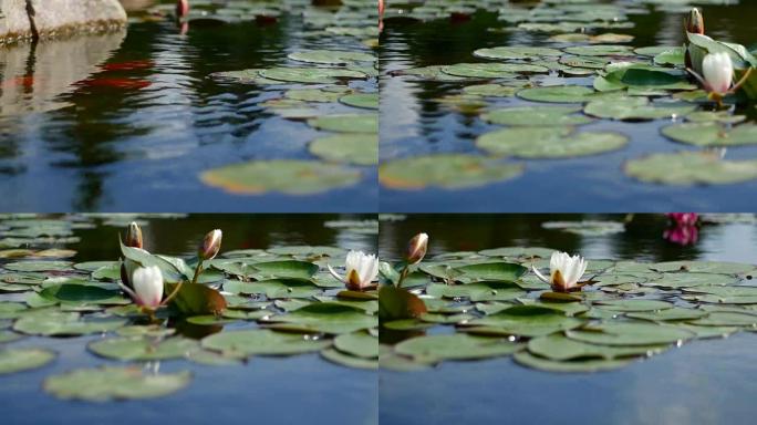 湖中的白色睡莲花。