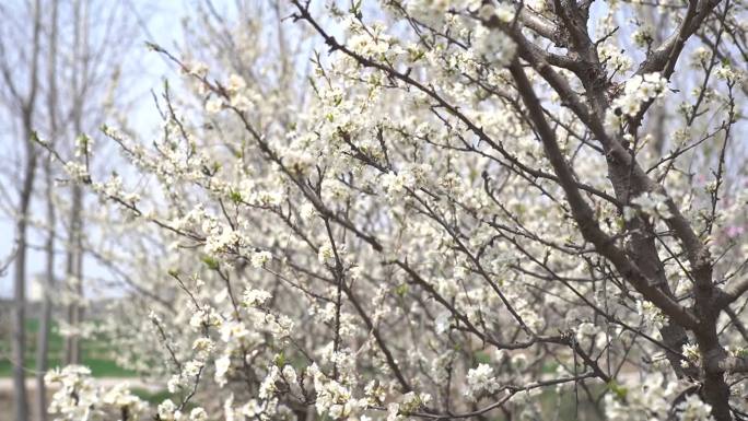 白色樱花 春暖花开 花朵特写 春色 春分