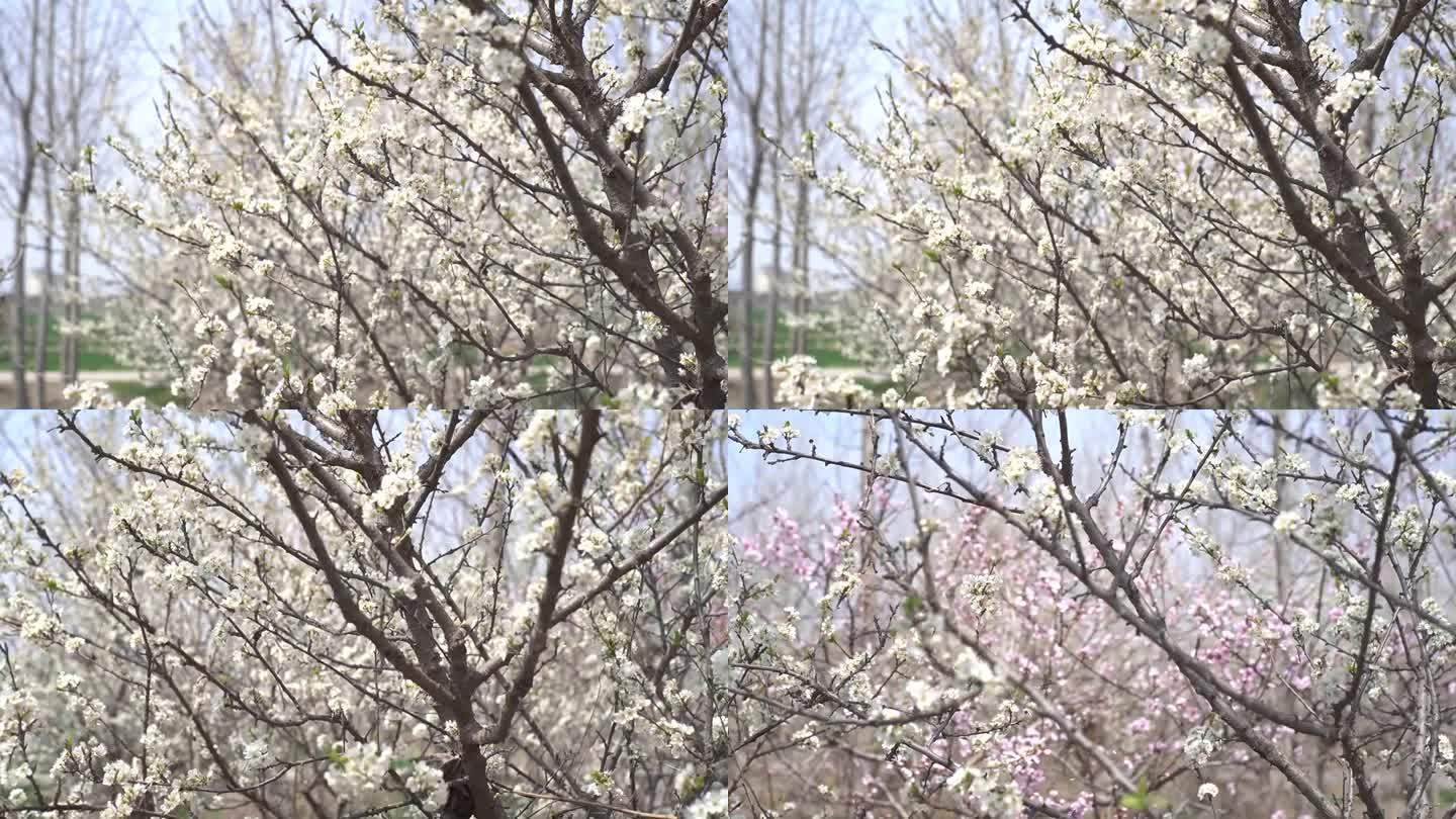 白色樱花 春暖花开 花朵特写 春色 春分