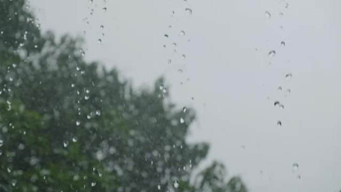 热带雨水水滴落花园自然多雨