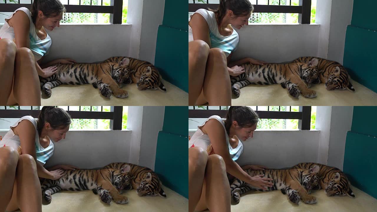 两只老虎幼崽打瞌睡。接下来，一个女人坐着抚摸它们
