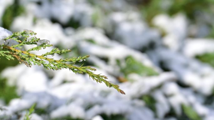 侧柏雪景