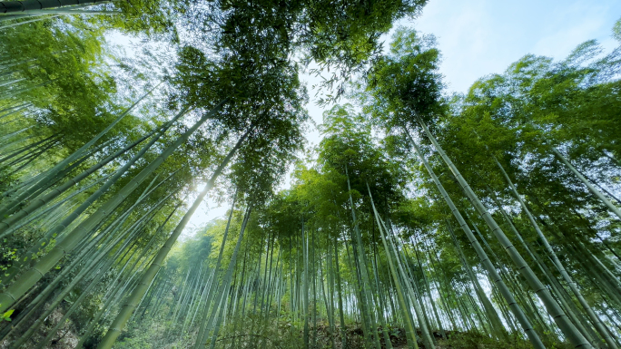 唯美竹林 竹子