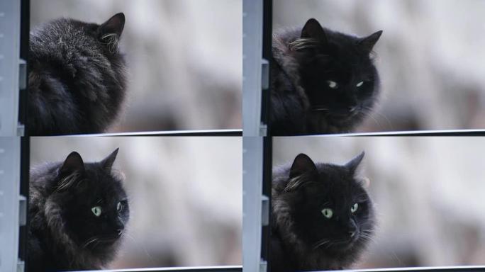 猫在看什么东西