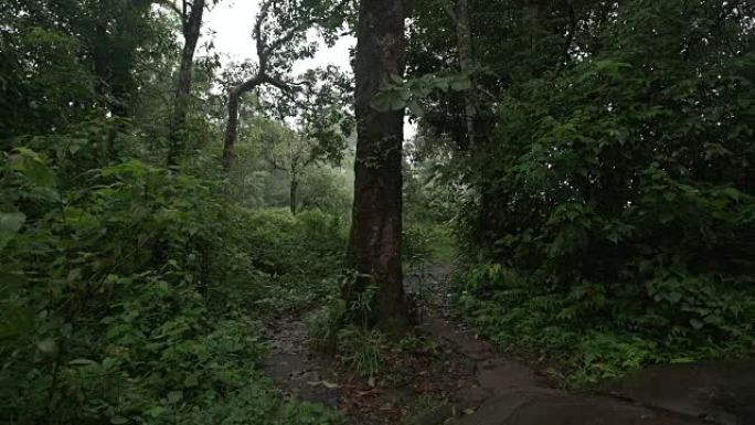 热带雨林路径上的孤独树