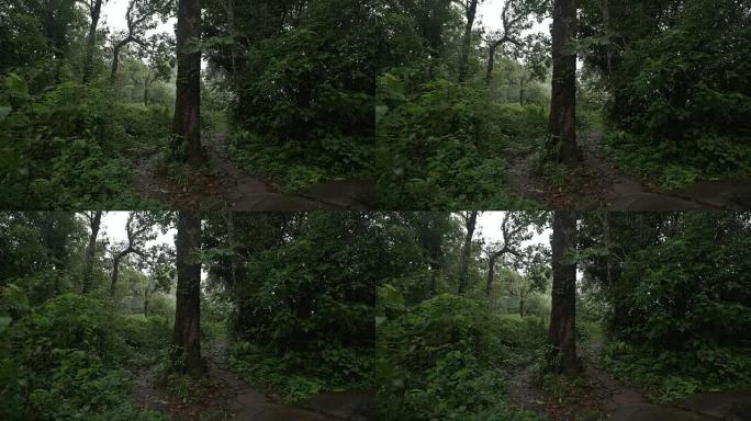 热带雨林路径上的孤独树