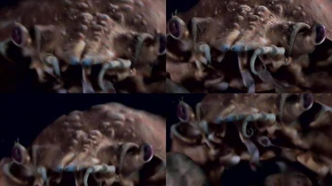 螃蟹在水下寻找俄罗斯白海海底的食物。