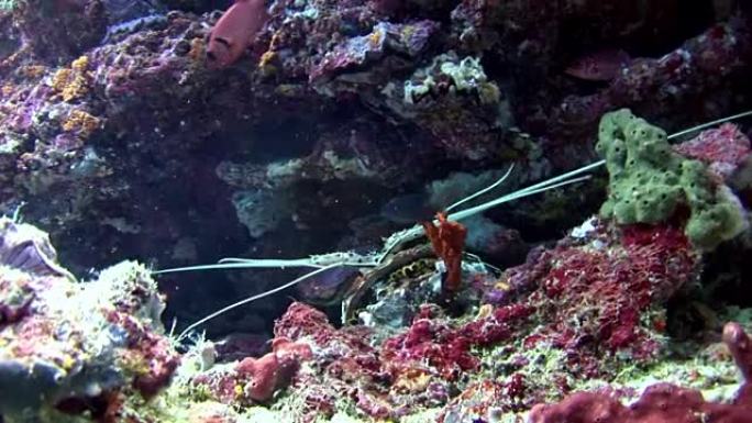 螃蟹在马尔代夫海底寻找食物。