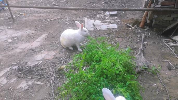 一双大白兔