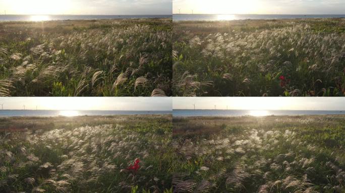 4K原素材-航拍上海长兴岛青草沙水库风光