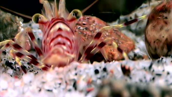 红虾蒙面在俄罗斯白海的水下寻找食物。
