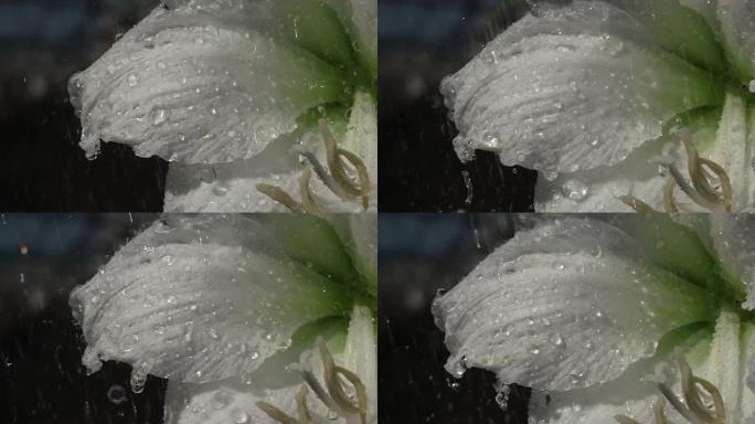 大雨下的白色孤挺花。水滴落在花上，然后滴落下来。