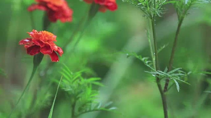 美丽的红橙花，花园里有水滴。淋浴中的万寿菊，特写，动态场景，调色视频，50fps