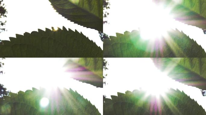 阳光透过绿色植物叶子窥视