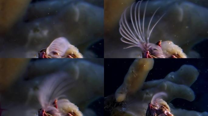 在海底水下的Balanus balanomorpha海橡子海洋甲壳类动物。