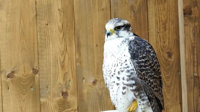 Saker Falcon (Falco cherrug) 是一种掠食性鸟类