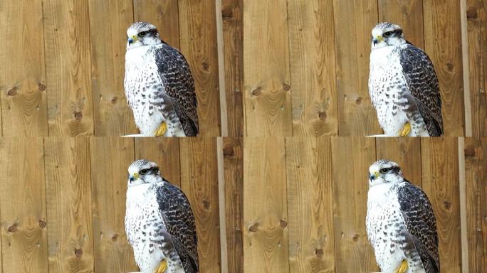 Saker Falcon (Falco cherrug) 是一种掠食性鸟类