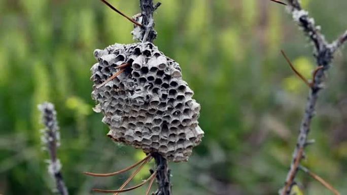 黄蜂巢。黄蜂蜂窝，