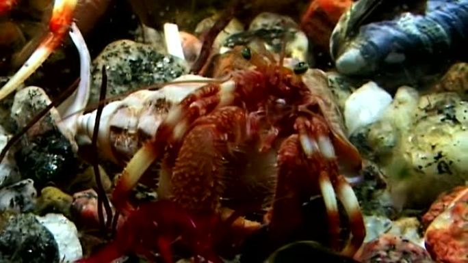 癌症隐士在水下寻找俄罗斯白海海底的食物。
