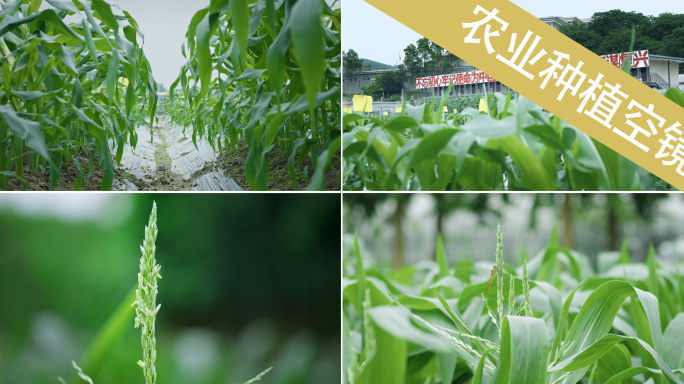 现代农业 4k玉米生长种植 乡村振兴素材
