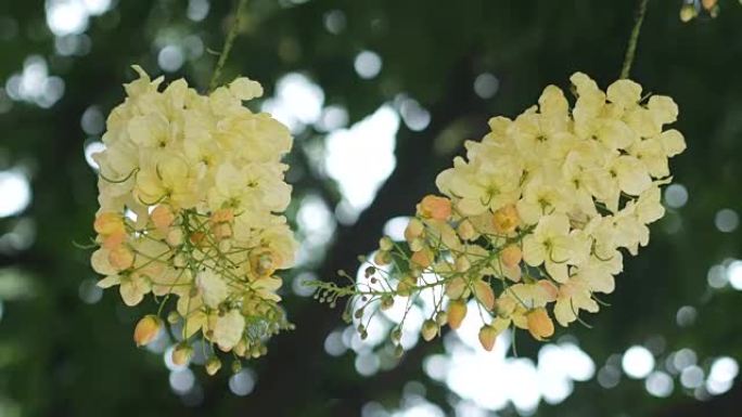 爪哇决明子，粉红色淋浴，苹果花树，彩虹淋浴，树上的热带花