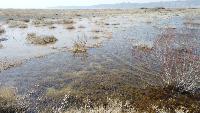 艾比湖湖岸湿地水体植被