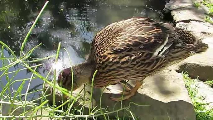 池塘岸上的雌野鸭。太阳耀斑。
