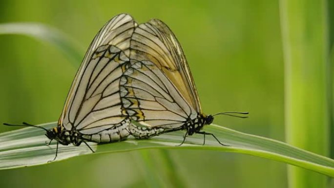 蝴蝶在大自然中交配。