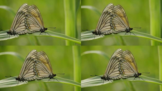 蝴蝶在大自然中交配。