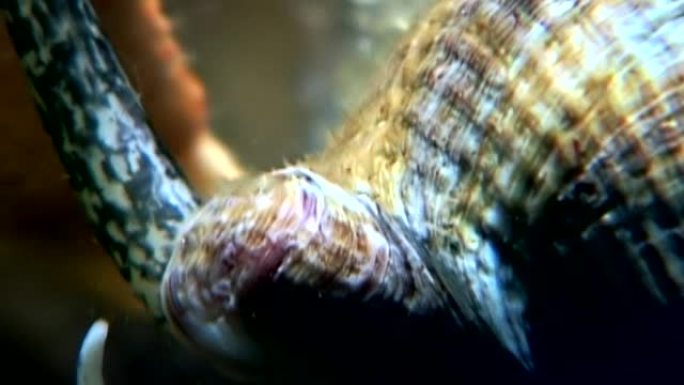海洋蜗牛在海底白海的水下关闭。