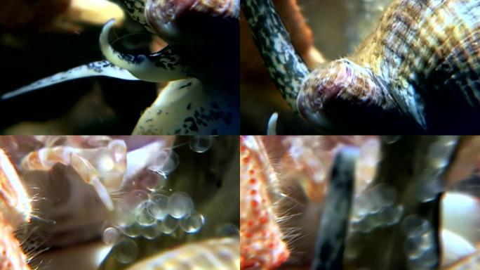 海洋蜗牛在海底白海的水下关闭。
