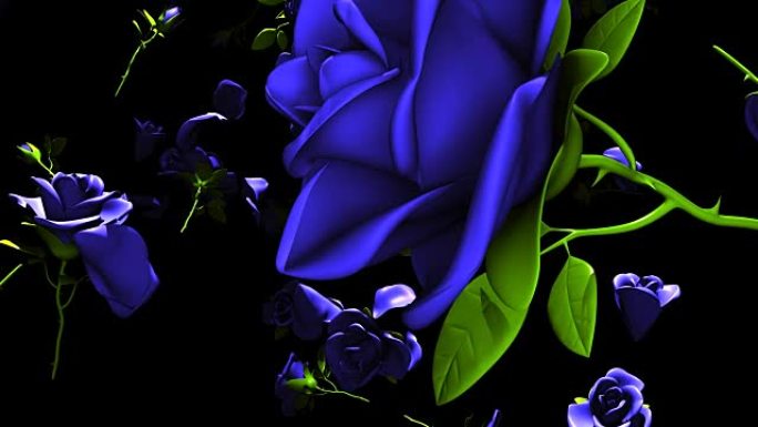黑色背景上落下的蓝色玫瑰