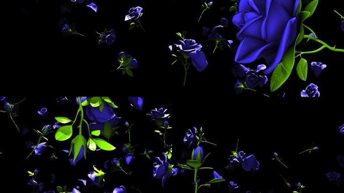 黑色背景上落下的蓝色玫瑰