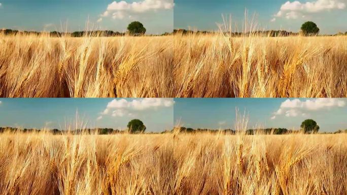 金色成熟的麦穗在白云的蓝天下。全高清1080p慢动作
