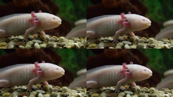 墨西哥蝾螈 (Ambystoma mexicanum)。