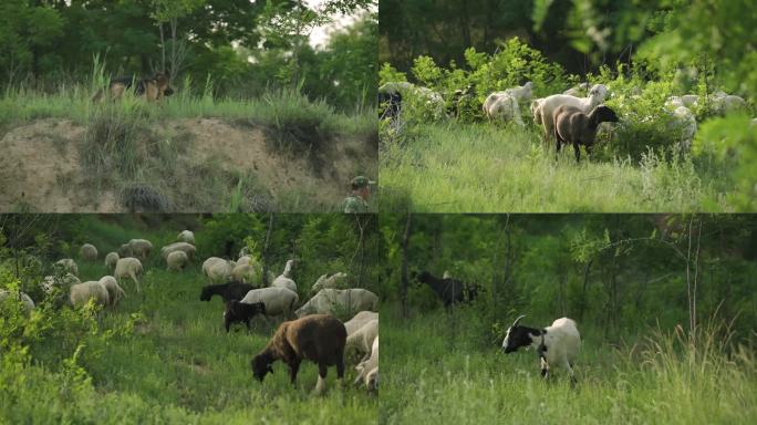 放羊 山羊吃草 羊群