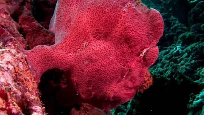 马尔代夫海底鱼垂钓者红色特写微距视频。